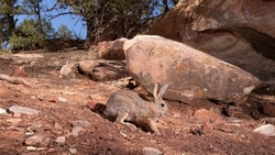 A wide angle shot of a cottontail rabbit hopping past a large sandstone boulder with juniper trees and blue sky in the background in this American southwest desert scene. 