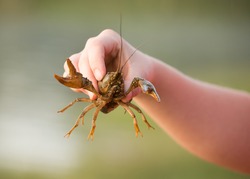 A crawdad being held in someone's hand with the green of the lake as the background.