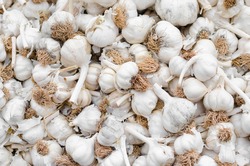 Fresh garlic on market table closeup photo. background