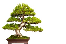 A small bonsai tree in a ceramic pot isolated on a white background.