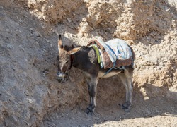 A donkey with a saddle is standing in the shade and resting and waiting for tourists on the viewing platform near Mitzpe Yeriho in Israel