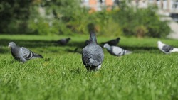 pigeon standing alone in the middle of a grass field with it's back turned to the camera and looking at other pigeons walking arround.