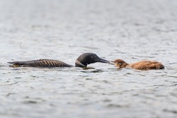 An adult common loon (Gavia immer) feeding a minnow to its offsp