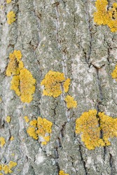 yellow lichen on a tree, lichen on a tree trunk, poplar bark