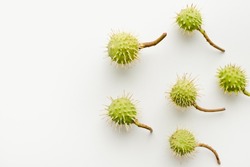 Chestnuts on a white background. Chestnut fruits. Chestnuts with a branch.