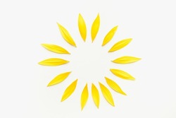 Sun made from sunflower petals on a white background. Circle of yellow petals. Sunflower petals on a white background.