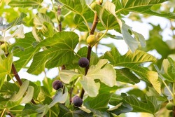 Fig tree with fruits. Summer. fruits on the tree. The fig grew on the street. A fruitful tree in hot countries. Berries on a tree. Food for vegetarians from. Bush with figs. Ripe figs 
