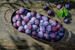 Organic blue plums in a copper bowl, placed on a rustic wooden table