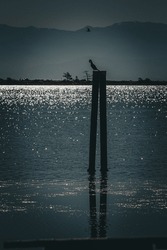 Cormorant bird sitting on wooden pillar overlooking water