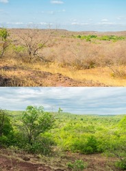 Caatinga landscape difference between the dry season and the rainy season - before and after pictures (Oeiras, Piaui state, Brazil)