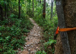 walking up the pathway of monks to doi suthep from the middle of the forest - chiang mai thailand