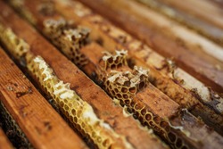 Open beehive with bees are crawling along the hive on honeycomb wooden frame. Apiculture concept.