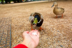 A man feeds a duck from his hands in a city park. The funny duck cheers up.