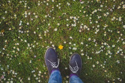 legs in blue jeans and shoes on a background of green grass and chamomiles