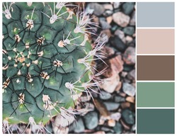 Harmonious color combinations. Cactus color palette, mood board. Green and brown shades. Color theory and mixing.