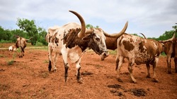 Longhorn cattle roaming the ranch
