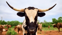 This black and white longhorn cow walks up to say hello on a ranch in Texas.