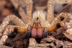 Brazilian wandering spider Phoneutria nigriventer