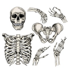 Hand drawn anatomy set. Vector human body parts, bones. Skull, hands, rib cage or chest, pelvic bones. Vintage medicinal illustration. Use for Haloween poster, medical atlas, science realistic image
