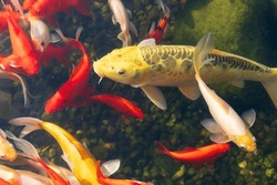 several koi fish in a pond