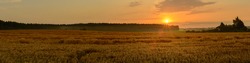 beautiful evening summer agricultural landscape. picturesque wide panoramic view of the golden grain field with light fog in front of the forest and village with a warm sunset and sunbeams