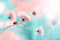 Two ladybugs on a pink spring flower. Flight of an insect. Artistic macro image. Concept spring summer. Free space.