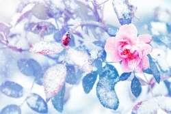 Ladybug and beautiful pink roses and blue leaves in snow and frost in a winter park. Christmas artistic image.