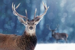 Proud Noble Deer male in winter snow forest. Winter christmas image.