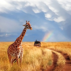A lonely beautiful giraffe in the hot African savanna against the blue sky with a rainbow. Serengeti National Park. Tanzania. Wildlife of Africa. Square format.