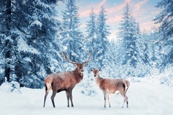 Family of noble deer in a snowy winter forest at sunset. Christmas fantasy image in blue and white color. Pink clouds. Snowing. Winter wonderland.