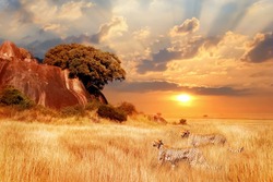 Cheetahs in the African savanna against the backdrop of beautiful sunset. Tanzania. Africa.