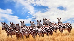  Wild zebras in the African savanna against the beautiful blue sky with white clouds. Wildlife of Africa. Tanzania. Serengeti national park. African landscape.