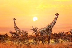 Group of giraffes on sunset background.