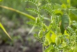 Green pods of chickpeas grow on a plant, close up, field, plantation