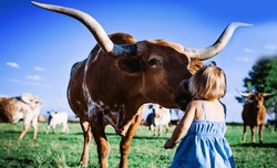 Young toddler cowgirl in field with longhorn steer and cows