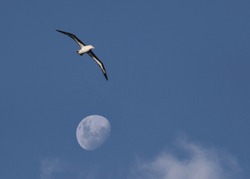 Albatross, moon and cloud; Steeple Jason, Falkland Islands