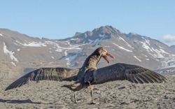 Giant petrel, master scavenger; petrel feather close-up; characteristic bullying pose; with a halo of tail feathers; fighting on wet beach; over dead elephant seal cub, carcass; Saint Andrews Bay