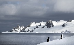 Chinstrap penguin, climbing snow slope; near Argentine Cámara Base; Solitary chinstrap penguin, in a landscape; Two chinstrap penguins, in a landscape; Half Moon Island, South Shetland