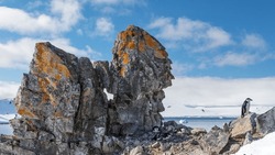 Chinstrap penguin near, dichotomous rock outcrop; Chinstrap penguin under, lichenous rock outcrop; Simultaneous ecstatic display, by two chinstrap penguins; Half Moon Island, South Shetland Islands