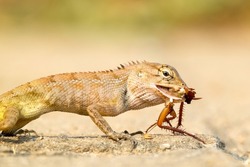 Close-up of a chameleon eating a cockroach. Animal and nature, Reptile. 