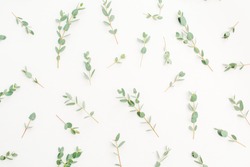 Eucalyptus branch pattern on white background. Flat lay, top view website, blog or social media texture.