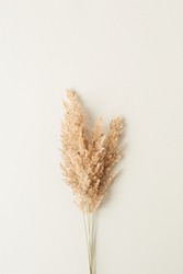 Reeds foliage branches bouquet on neutral pastel beige background. Flat lay, top view floral design.