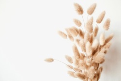 Fluffy tan pom pom plants bouquet on white background. Minimal floral holiday composition. Rabbit bunny tales grass