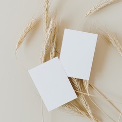 Blank paper business cards with mockup copy space on rye, wheat stalks on beige background. Minimal business template. Flatlay, top view.
