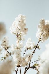 Blooming white lilac flowers bush. Natural summer floral composition