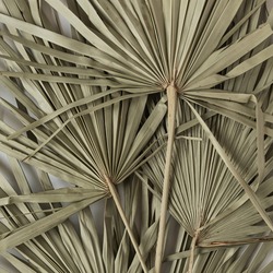 Closeup of dry tropical palm leaf isolated pattern background. Minimal floral texture composition.