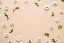 Abstract floral aesthetic background. Round floral frame wreath of colourful chamomile flower buds on neutral peachy background with blank copy space mockup. Beautiful flowers and petals template