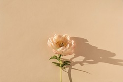 Elegant aesthetic peony flower with sunlight shadows on neutral peachy beige background