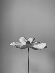 Monochrome, black and white photo of elegant white daisy chamomile flower. Aesthetic flower composition