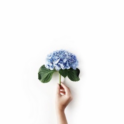 beautiful hydrangea flower in girl's hand isolated on white background. flat lay, top view